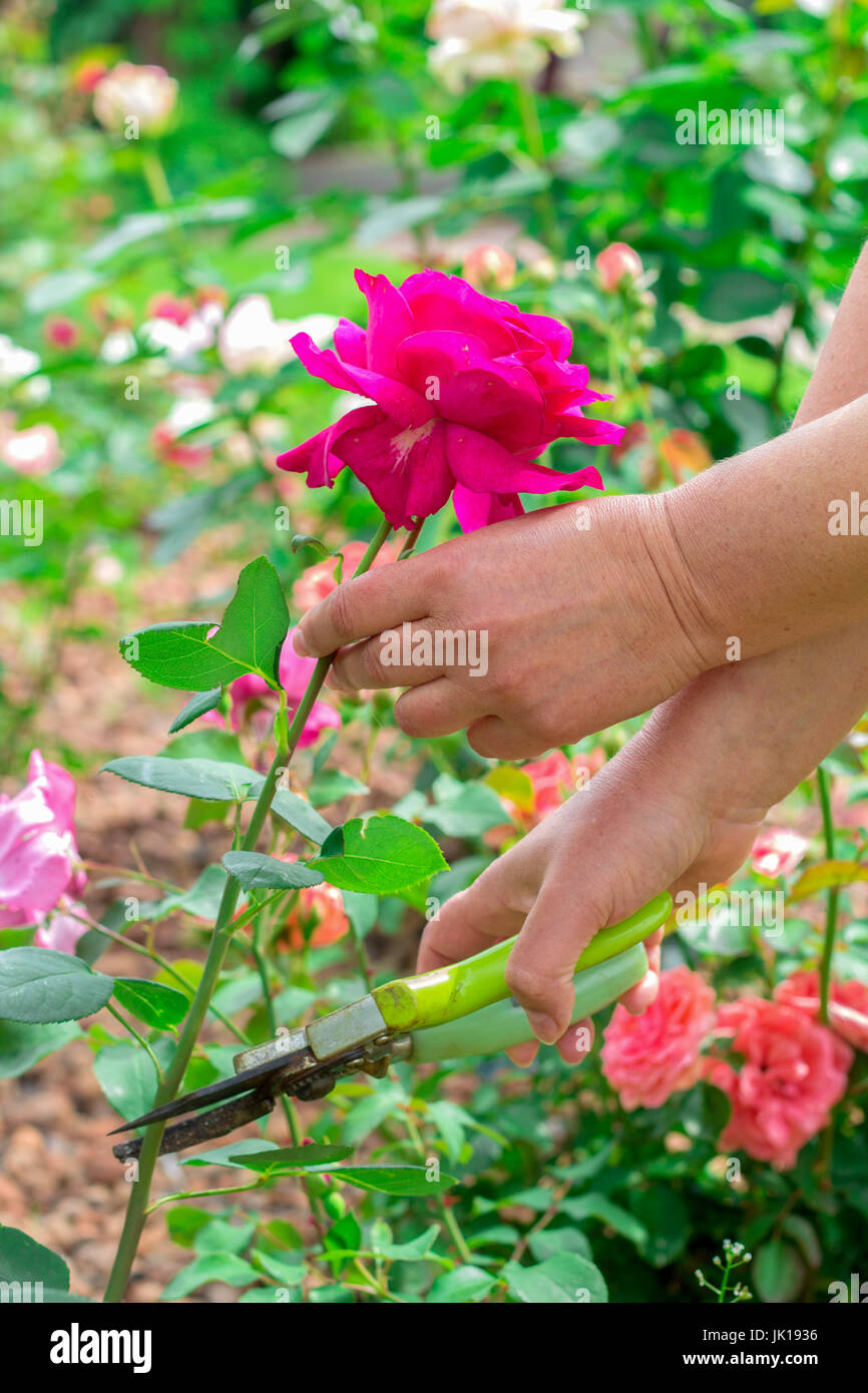 Hände von Frau Gärtner schneidet frische rote Rosen mit Schere