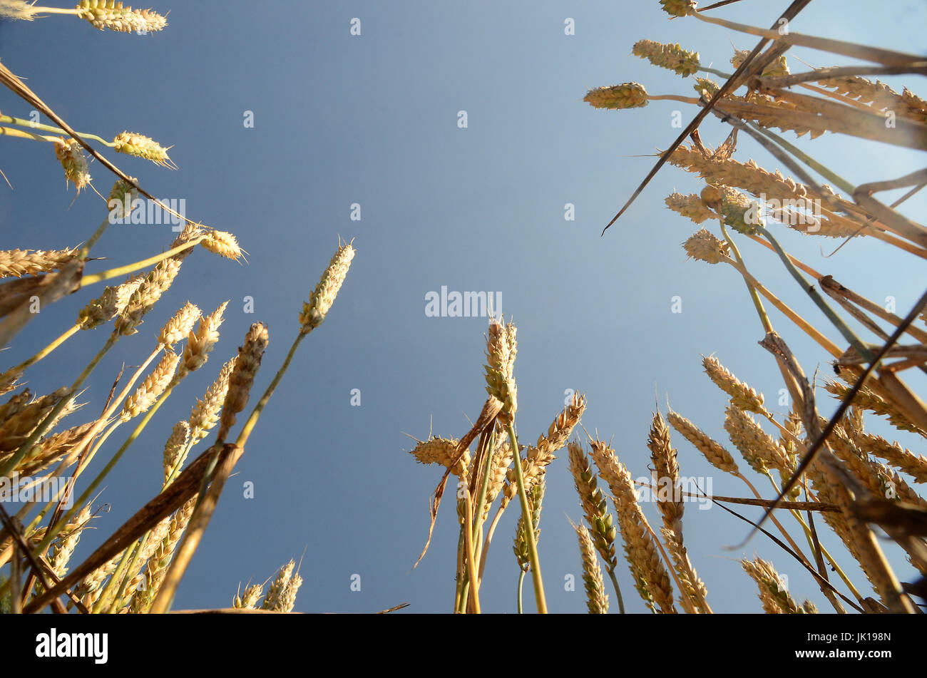 Schaue in den Himmel von innen ein Weizenfeld. Stockfoto