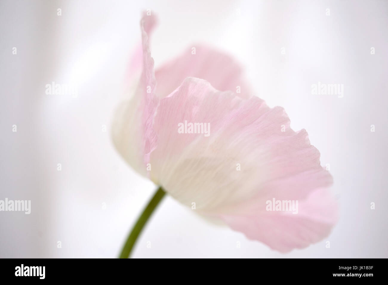 Still Life-Studie eine blasse Mohn Stockfoto