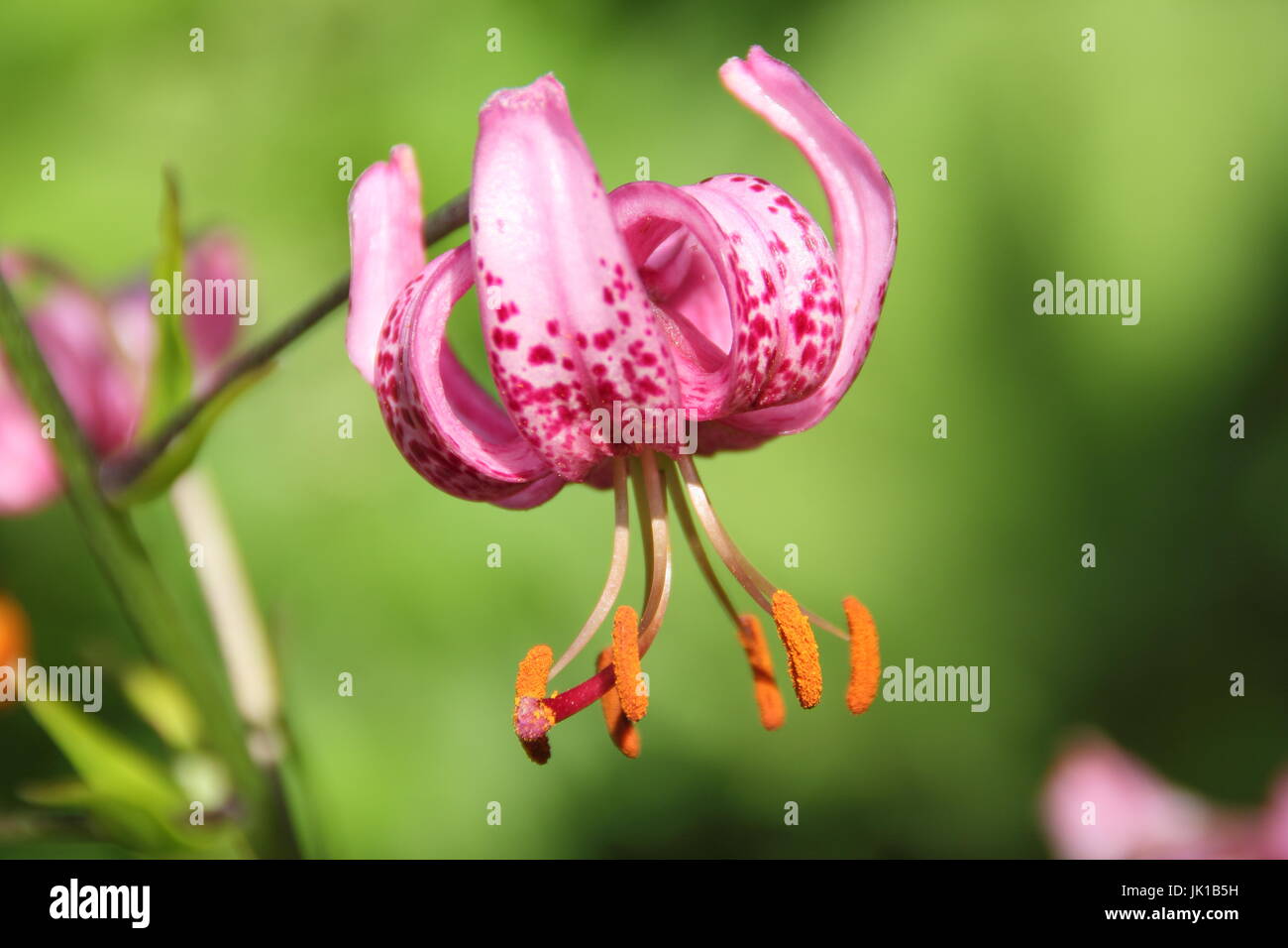 Lilium Martagon - Turk Kappe Lilie - in voller Blüte in einem englischen Garten im Sommer Stockfoto