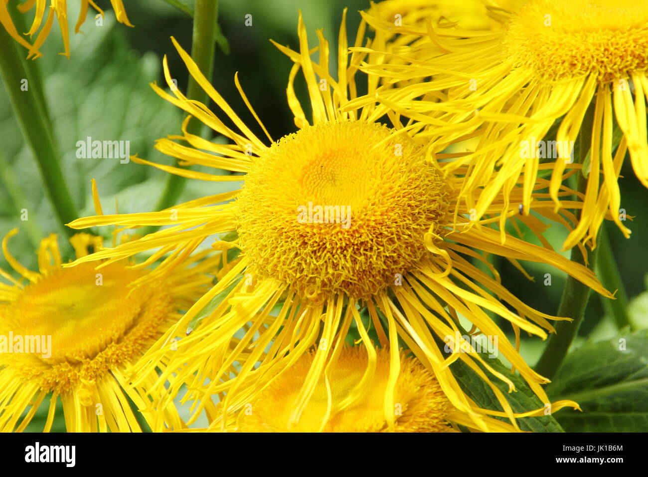 Inula helenium Elektampane in voller Blüte in einem Sommergarten Grenze. VEREINIGTES KÖNIGREICH Stockfoto