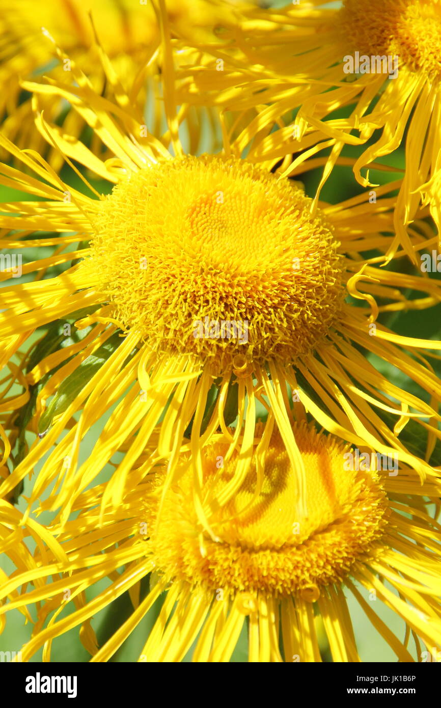 Inula helenium Elektampane in voller Blüte in einem Sommergarten Grenze. VEREINIGTES KÖNIGREICH Stockfoto