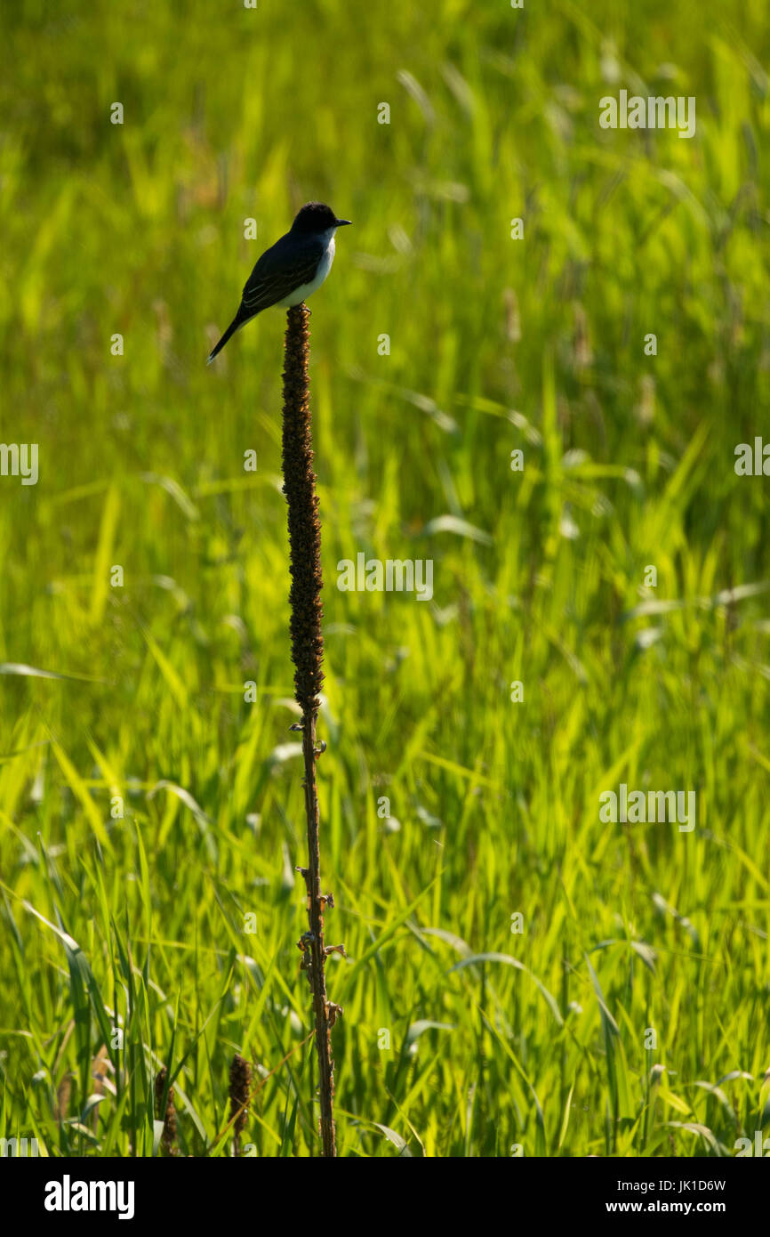 Östlichen Kingbird, Kootenai National Wildlife Refuge, Idaho Stockfoto