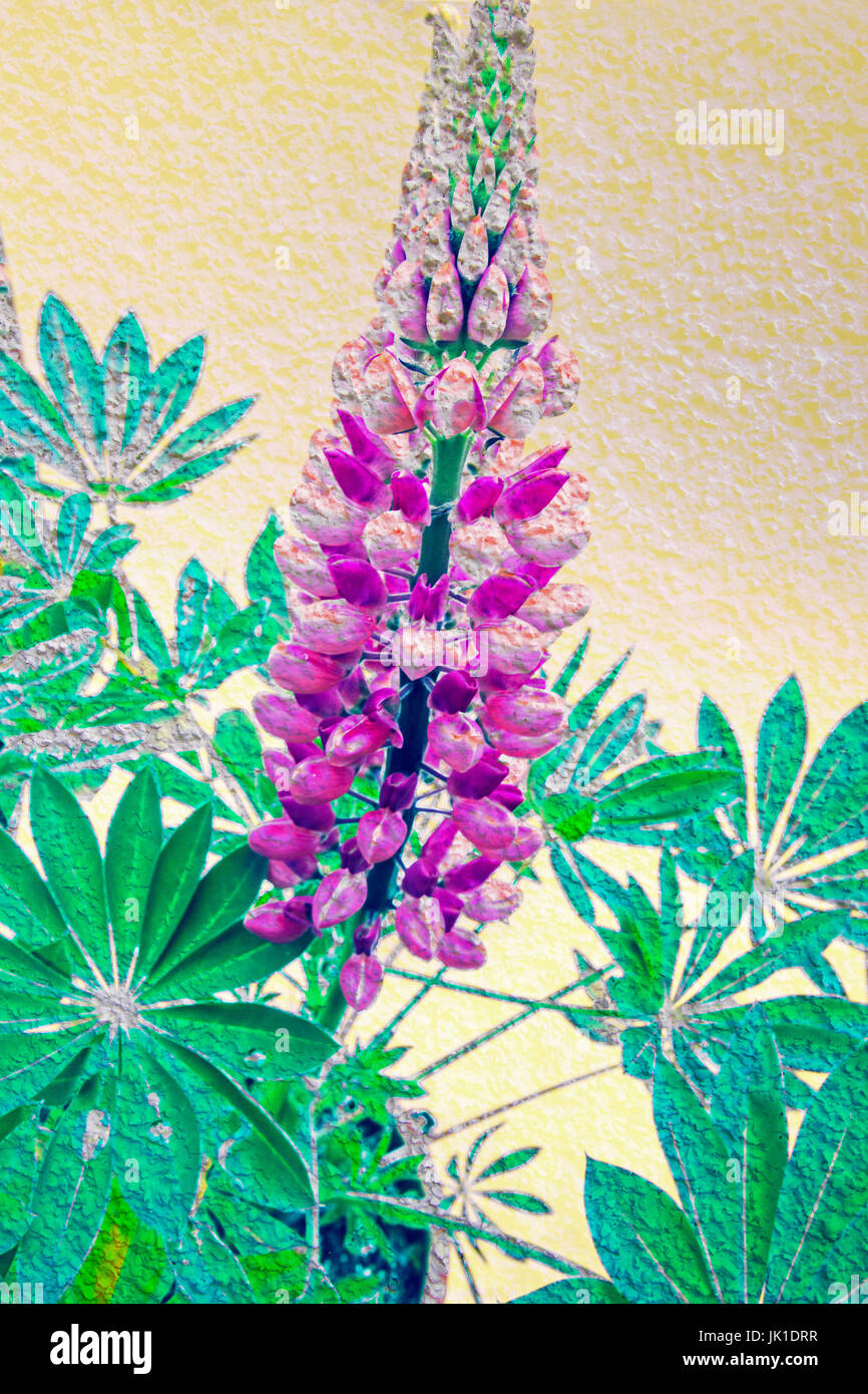 Künstlerische Hintergrund mit Lupine Blüte Stockfoto