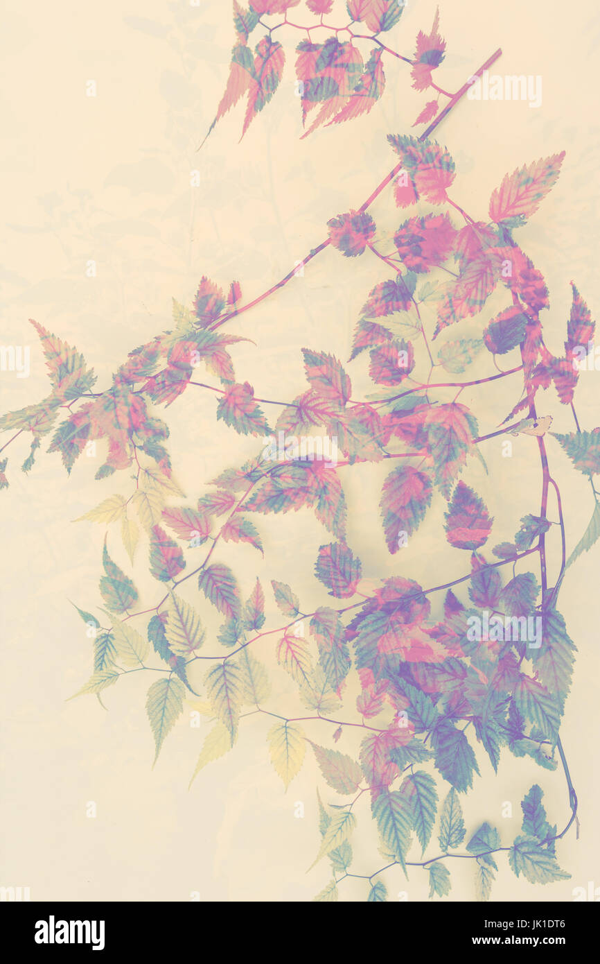 Künstlerische, floralen Hintergrund mit Zweig der Blätter Stockfoto