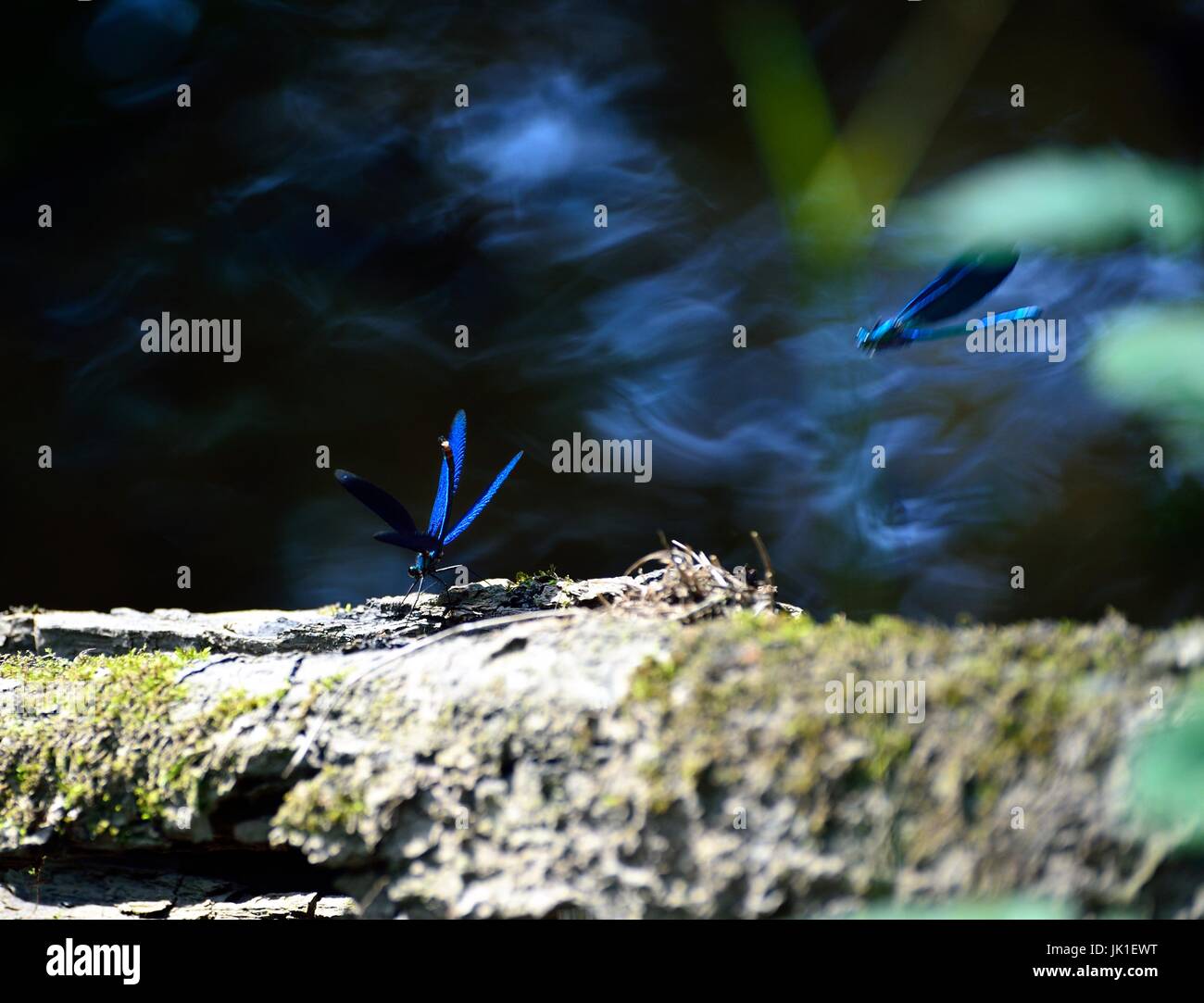 Zwei blaue Libellen Tanz vor einem Fluss Stockfoto