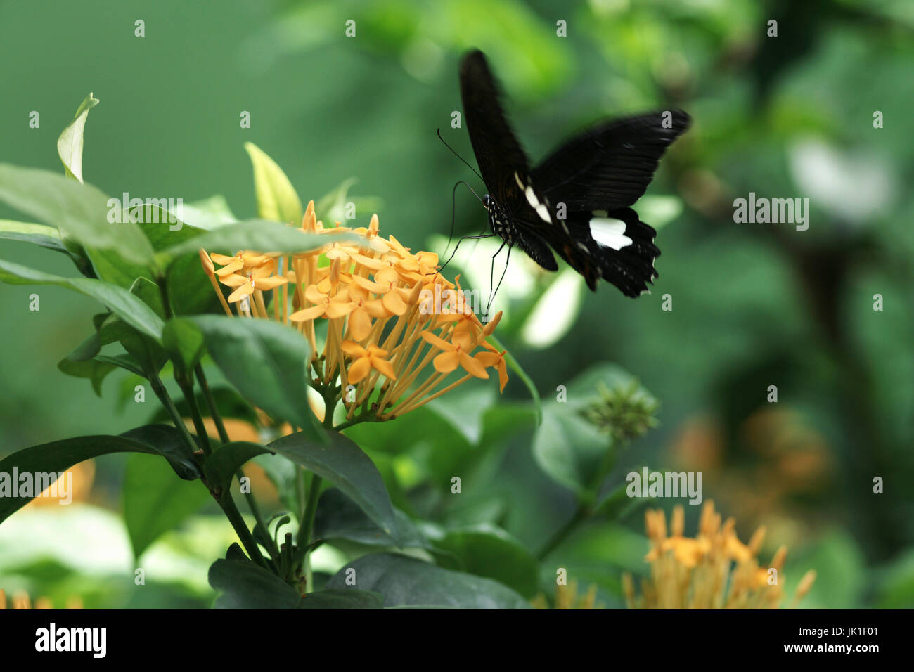 Nahaufnahme der schwarzen und weißen farbigen Schmetterling sitzt auf braune gelbe Blume Essen ihren Nektar. Stockfoto