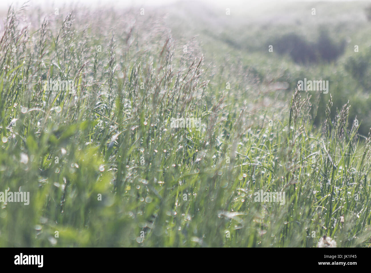 Langes Gras mit Tau auf einem nebligen, nebeliger Morgen Stockfoto
