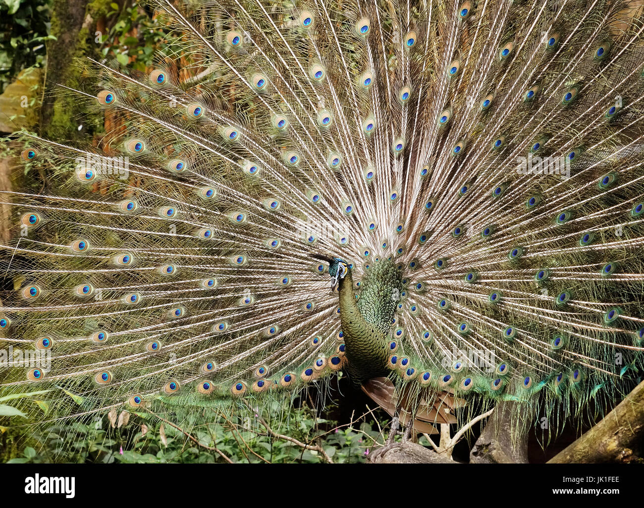 Grün mit blauen Kopf männlicher Pfau zeigt schöne bunte Federn durch Öffnen sie breiten sich außerhalb am Mittag zu zeigen. Stockfoto