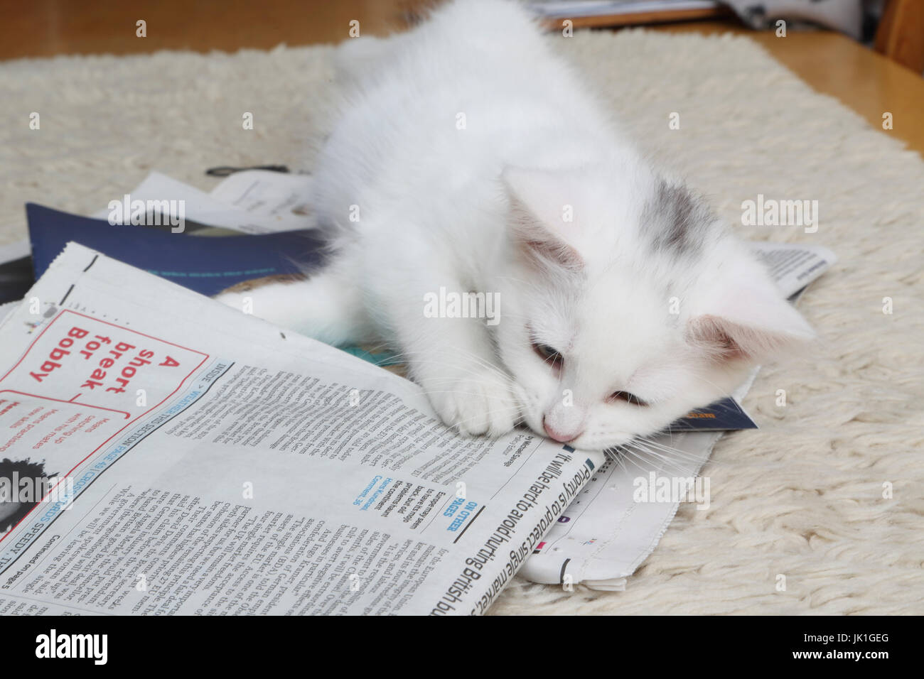 Zwölf Woche Alte Weiße Türkische Angora Cross Mit Maine Coon