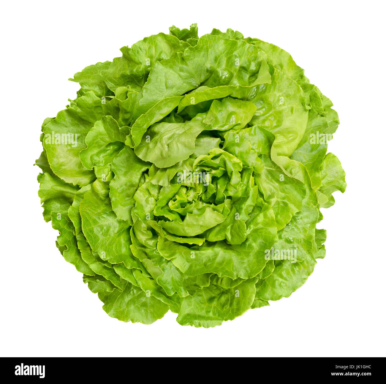 Kopfsalat-Salat von oben. Auch Boston oder Bibb Kopfsalat. Runde Salat. Ein grüner Kopf Salat mit losen Anordnung der Blätter. Lactuca Sativa. Stockfoto