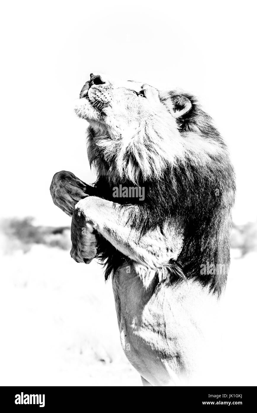 Fütterungszeit Stockfoto