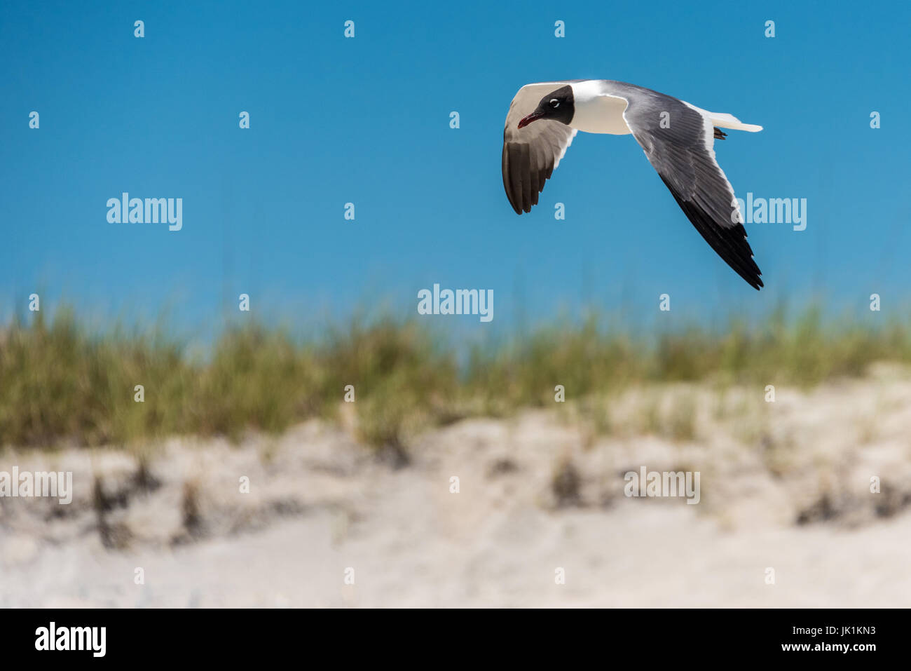 Lachmöwe (Leucophaeus atricilla) im Flug am Strand auf Amelia Island im Nordosten Floridas. (USA) Stockfoto