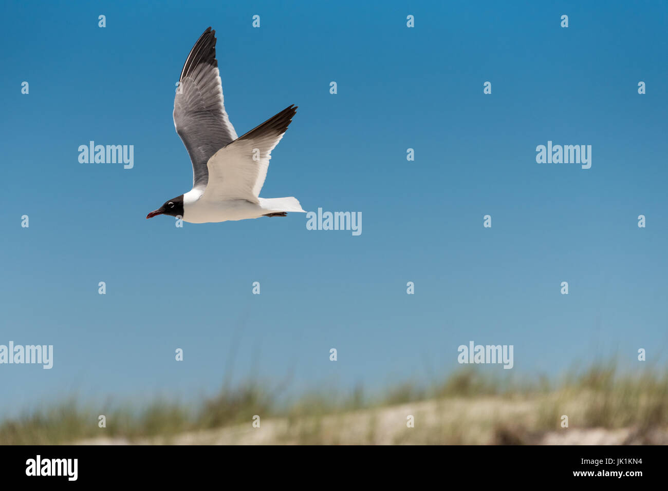 Lachende Möwe im Flug entlang des Strandes im Fort Clinch State Park auf Amelia Island im Nordosten Floridas. (USA) Stockfoto