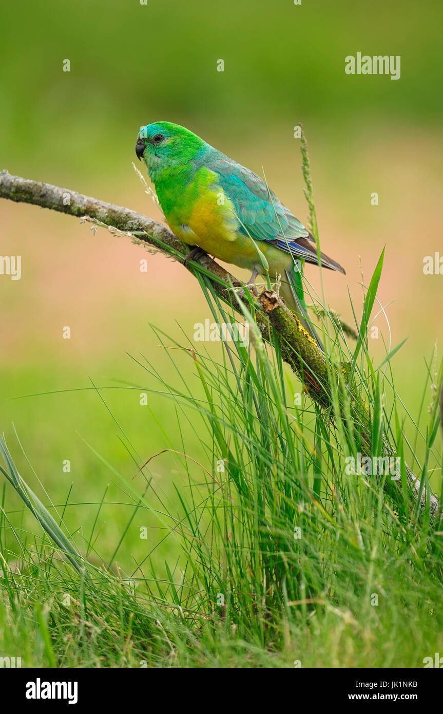 Rot-Psephotus Papagei, männliche / (Psephotus Haematonotus) | Singsittich, Maennlich / (Psephotus Haematonotus) Stockfoto