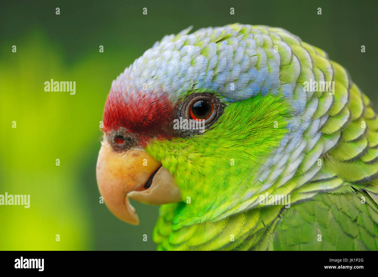 Flieder-gekrönte Amazon / (Amazona Finschi) / Flieder-gekrönter Papagei |  Blaukappen-Amazone / (Amazona Finschi Stockfotografie - Alamy