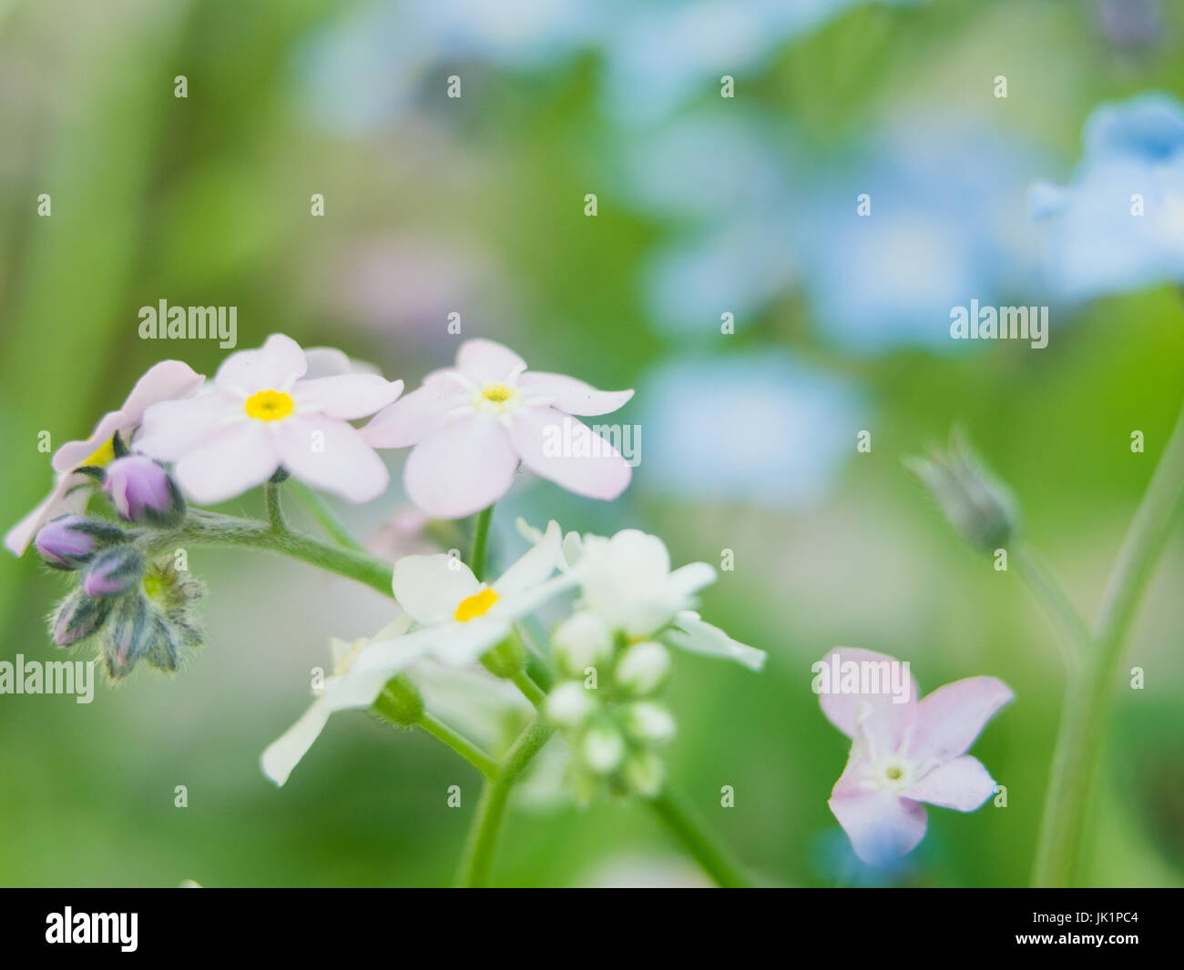 Blumen Vergissmeinnicht blau und rosa als ein Konzept der jungen und Mädchen Haltung der Geschlechter der Liebe und harmonische Beziehungen in der Familie Stockfoto