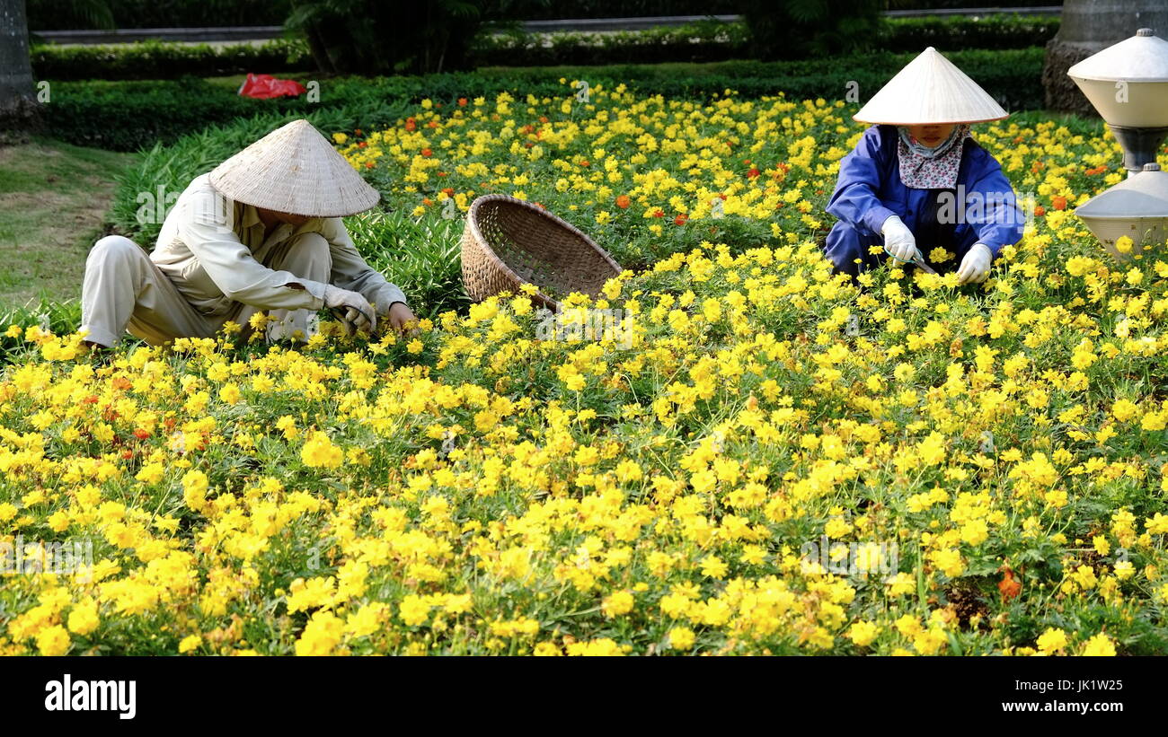 Vietnamesische Arbeitnehmer Beschneiden ein Bett von Blumen in Hanoi, Vietnam. Stockfoto