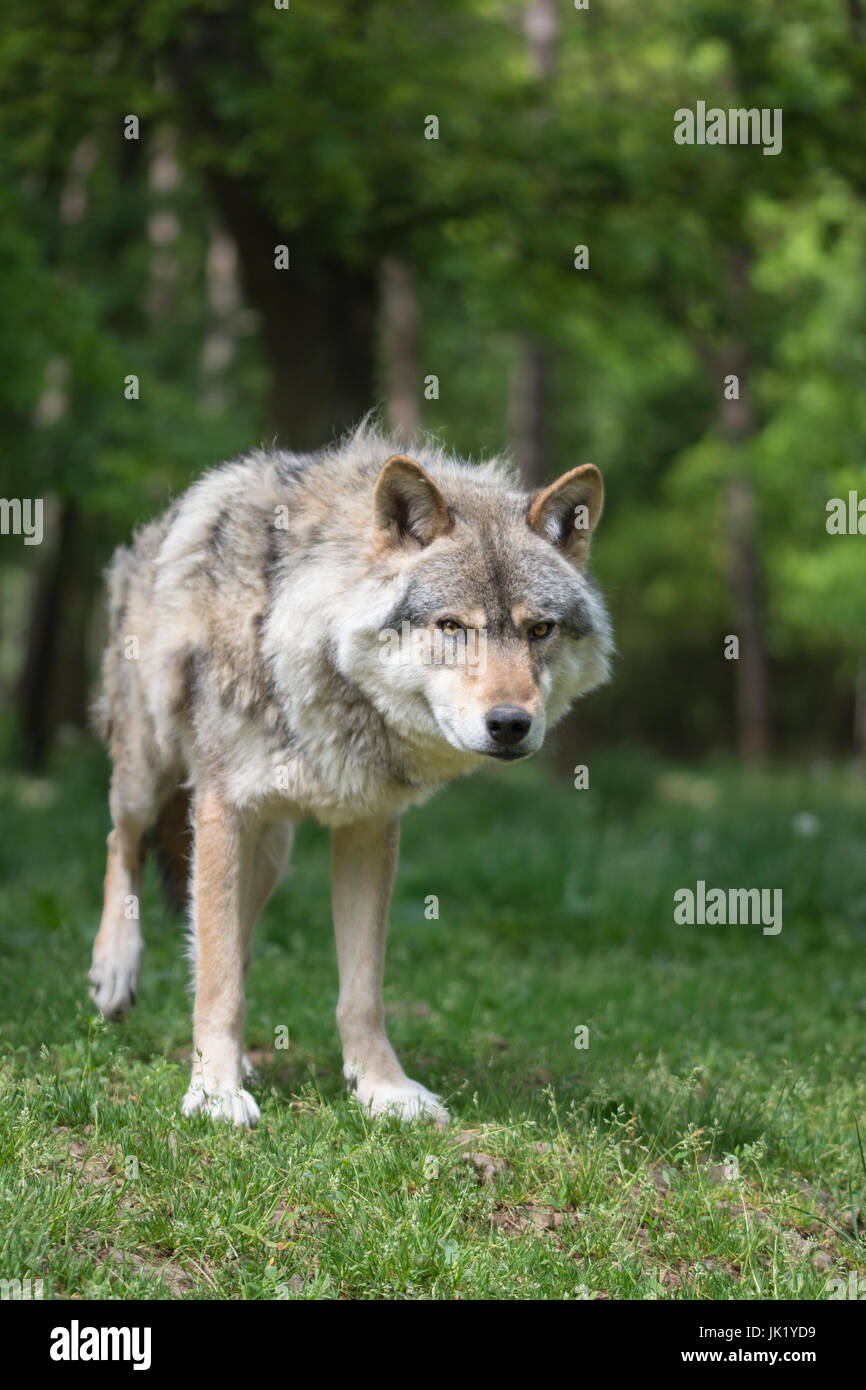 Wolf im Wald Stockfoto