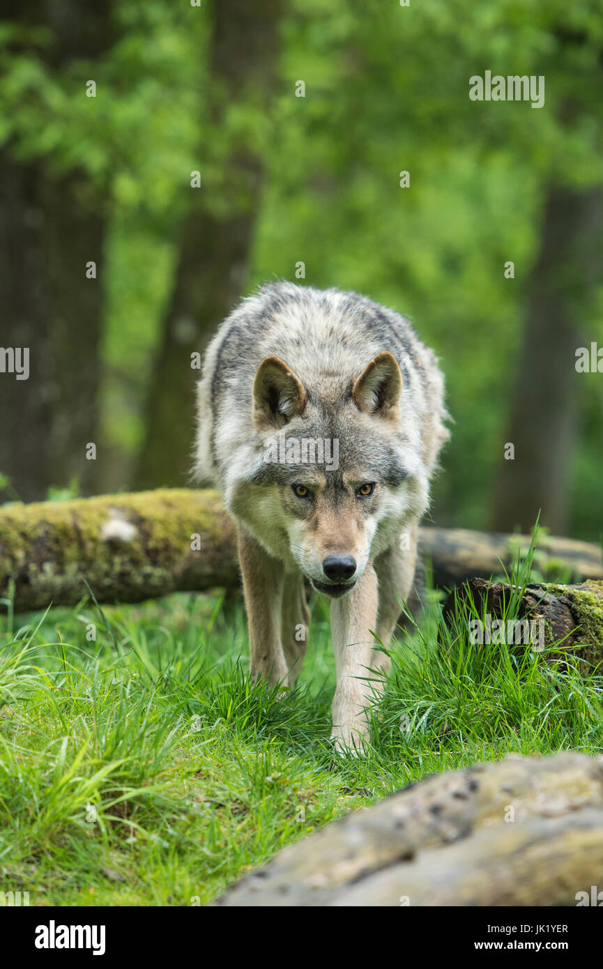 Wolf im Wald Stockfoto