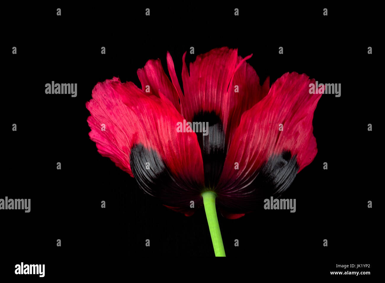 Großaufnahme Studie eines roten und schwarzen Mohn zur Erinnerung. Stockfoto