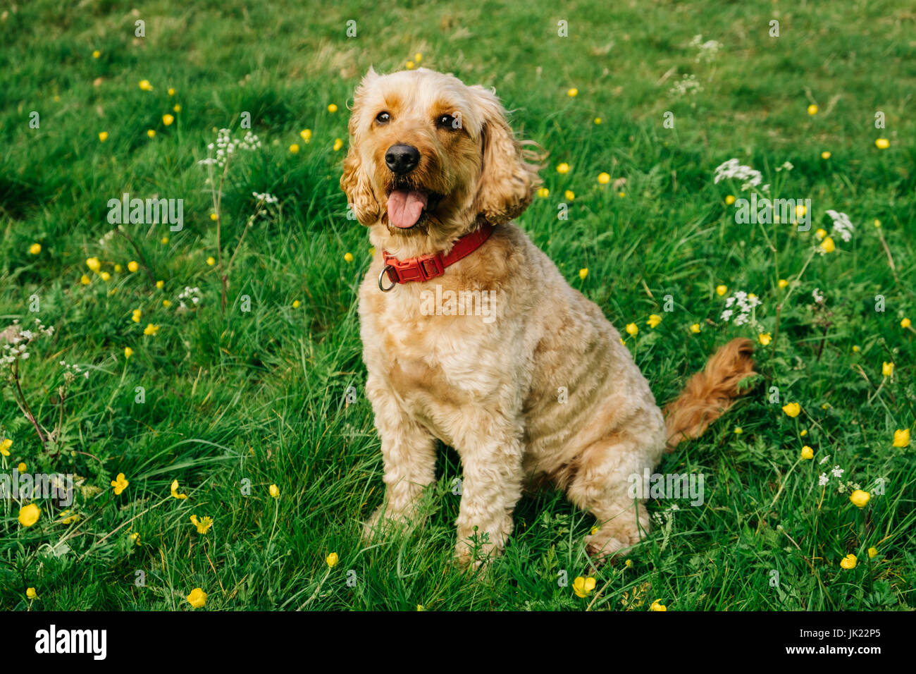 Happy Cockapoo Hund Stockfoto
