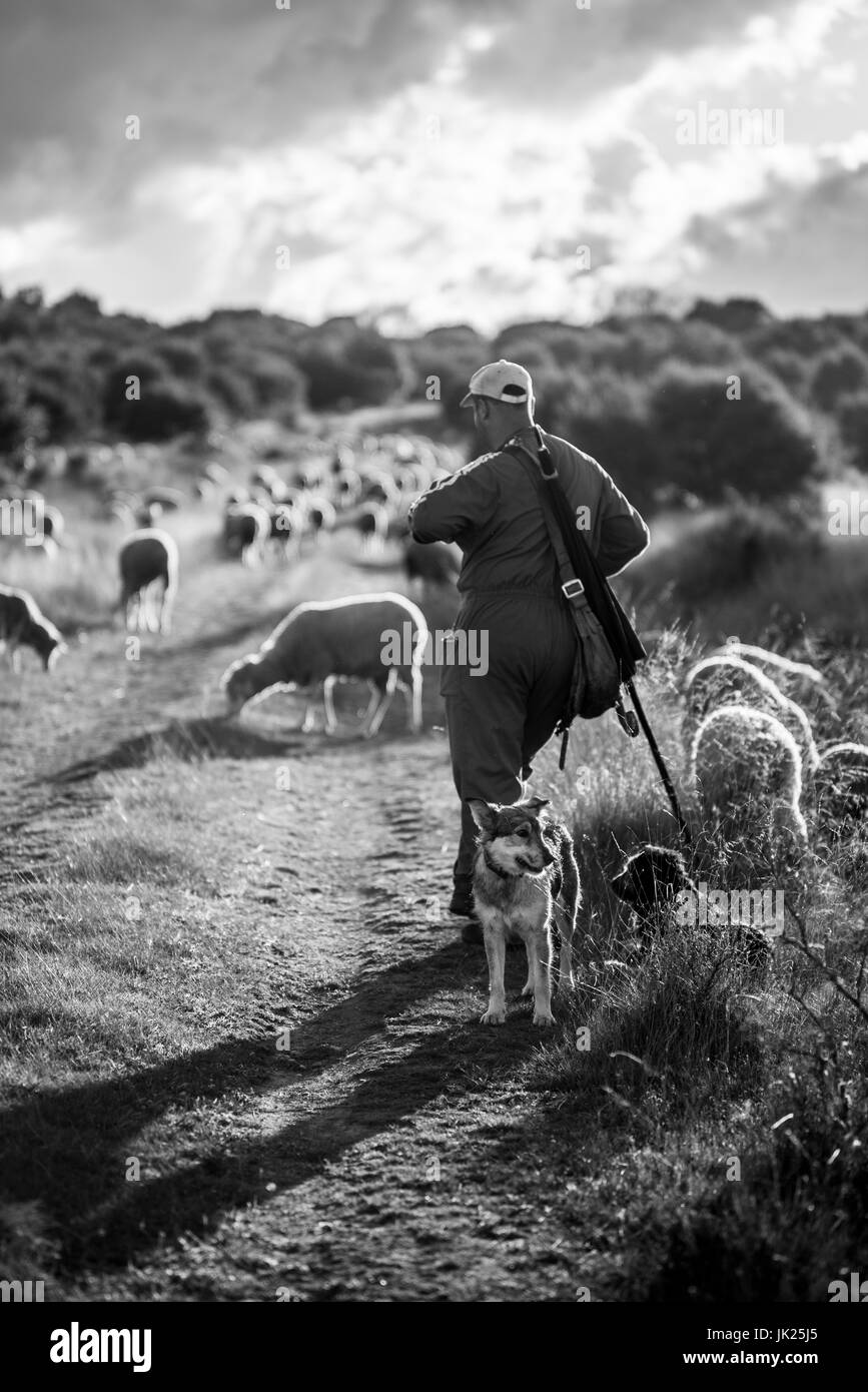Traditionelle Schafzucht, auf dem Weg des Camino de Santiago, Kastilien und Leon, Spanien, Europa Stockfoto