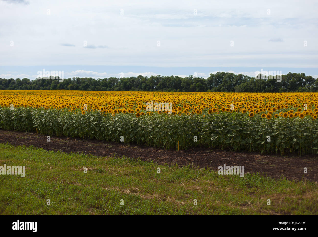 Bauern Land im Feld von Sonnenblumen Stockfoto