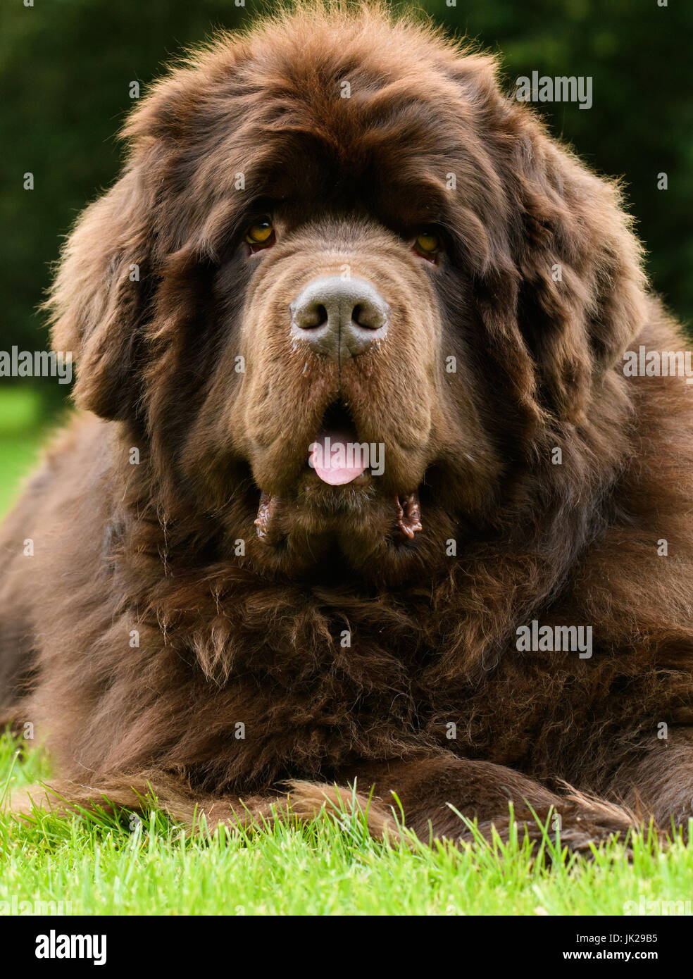 Neufundland Hund Porträt geradeaus auf Rasen im Garten genommen. Stockfoto