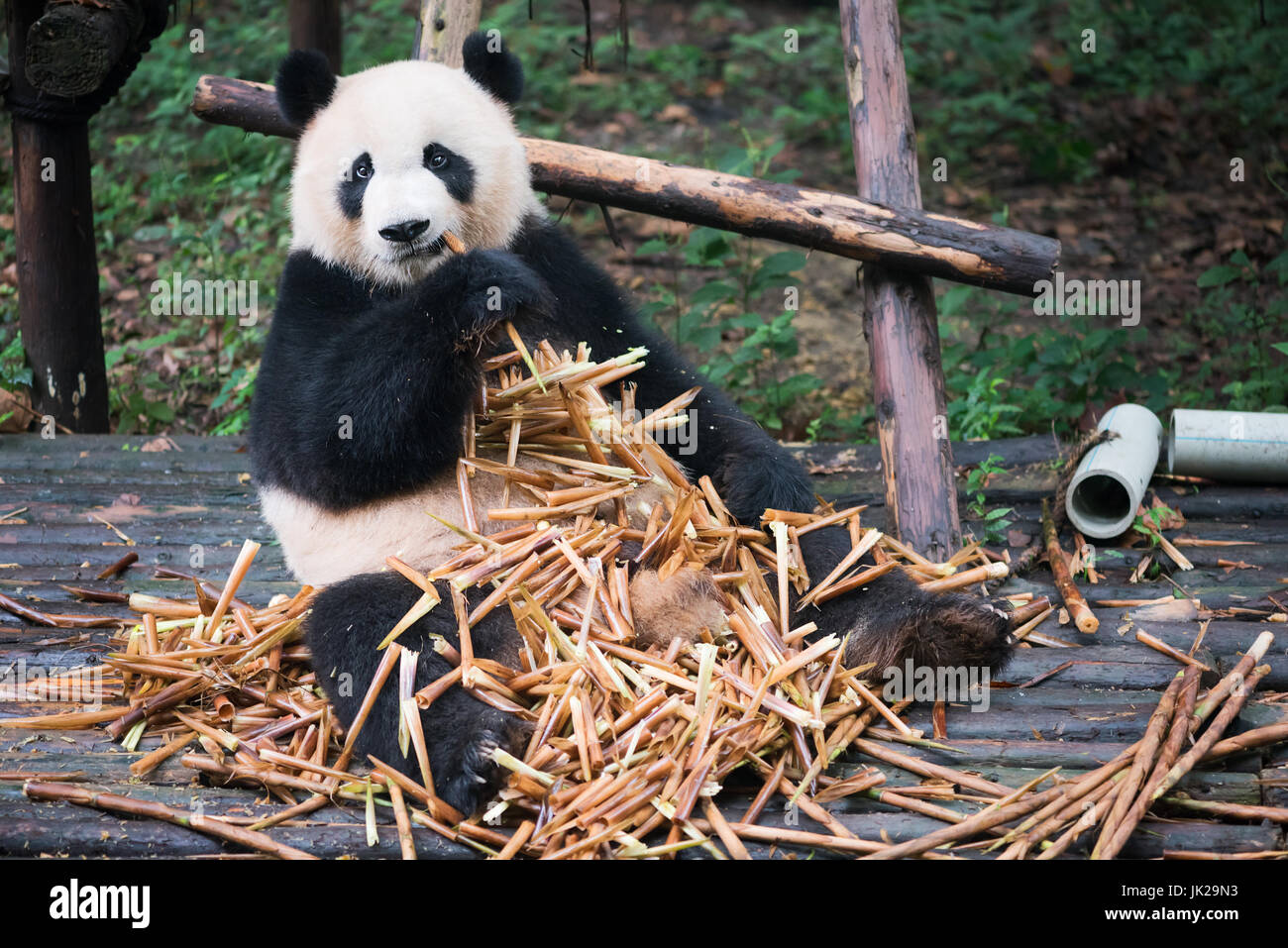 Giant Panda sitzend auf Holz und eatin viel Bambus, Chengdu, Provinz  Sichuan, China Stockfotografie - Alamy