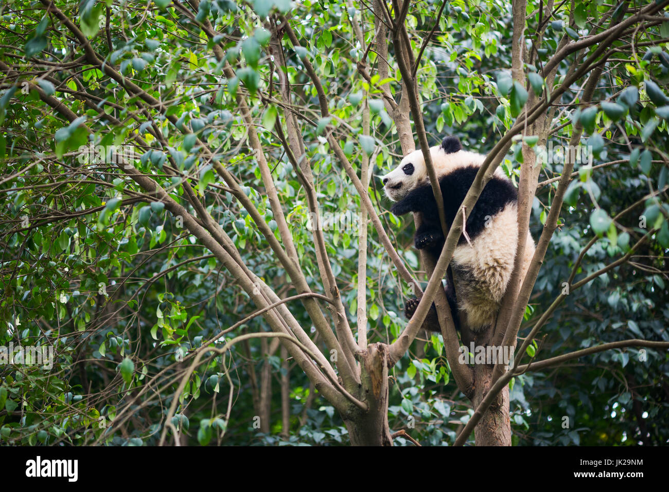 Panda cub Schlafen in einem Baum, Chengdu, Provinz Sichuan, China Stockfoto