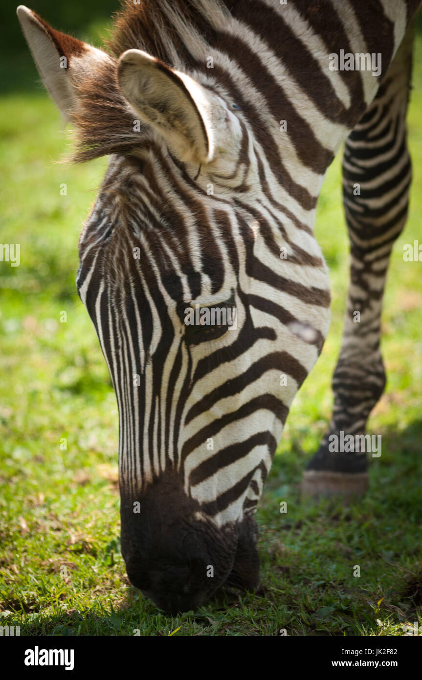 Zuschüsse Zebra Weiden auf Rasen Stockfoto