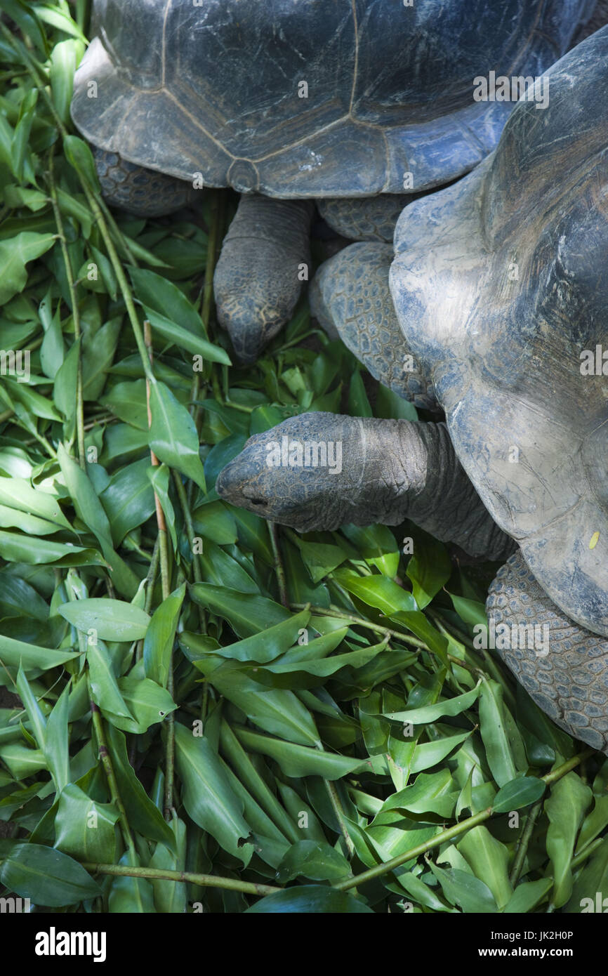 Seychellen, Insel Mahe, Victoria, botanische Gärten, Aldabra Riesenschildkröte, Aldabrachelys elephantina Stockfoto