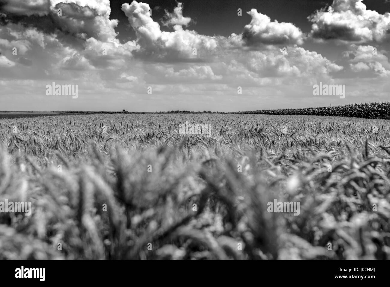 Weizenfeld an einem sonnigen Tag mit gelegentlichen Wolken Stockfoto