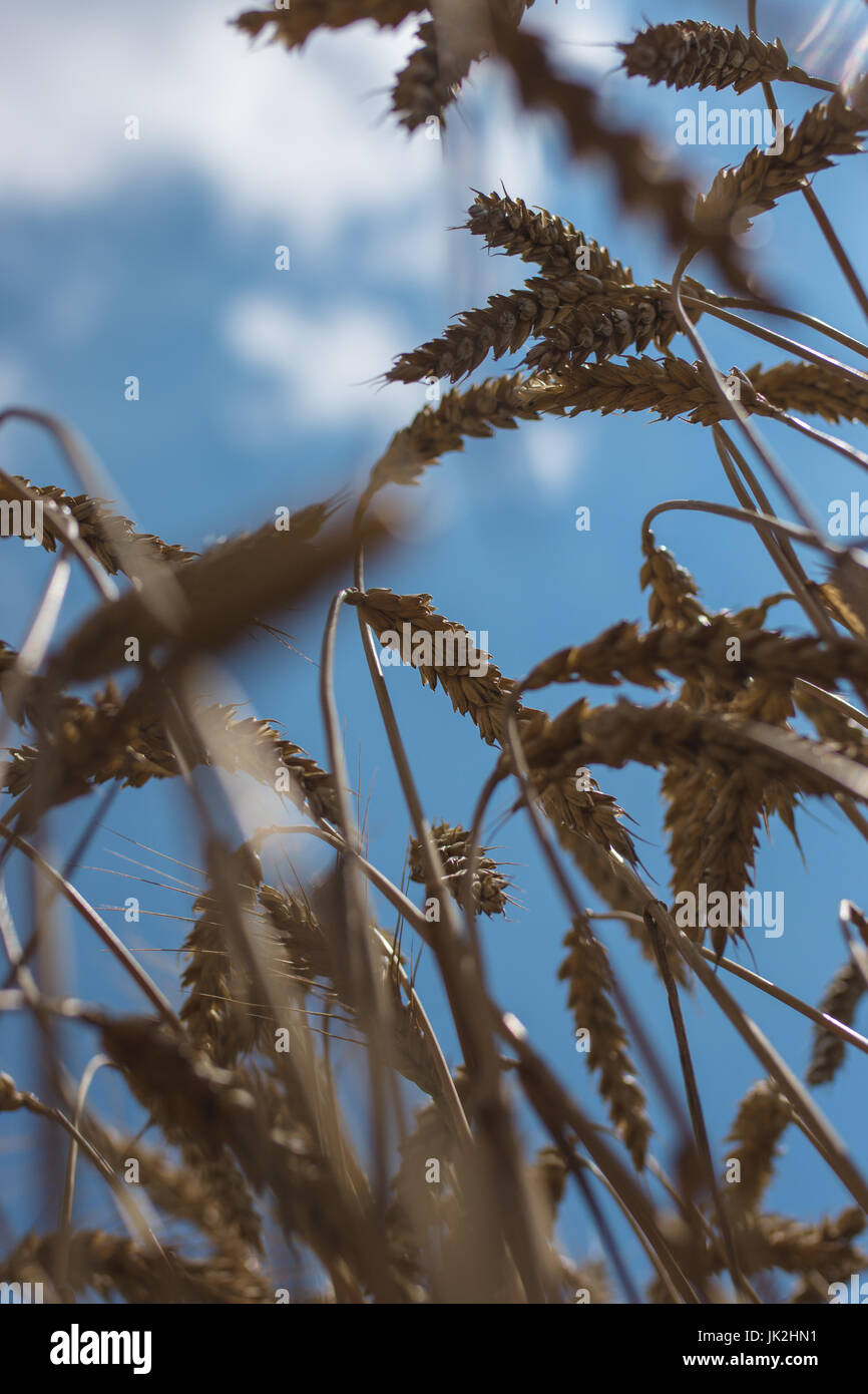 Nahaufnahme von Weizen mit blauem Himmel im Hintergrund Stockfoto