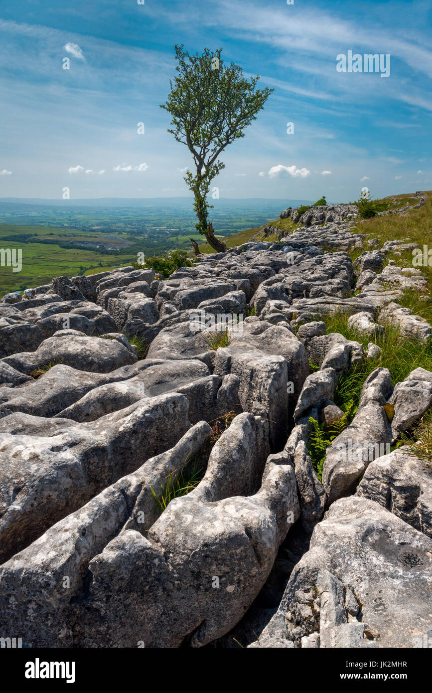 Einsamer Baum auf Kalkstein Pflaster über Ingleton Yorkshire Stockfoto