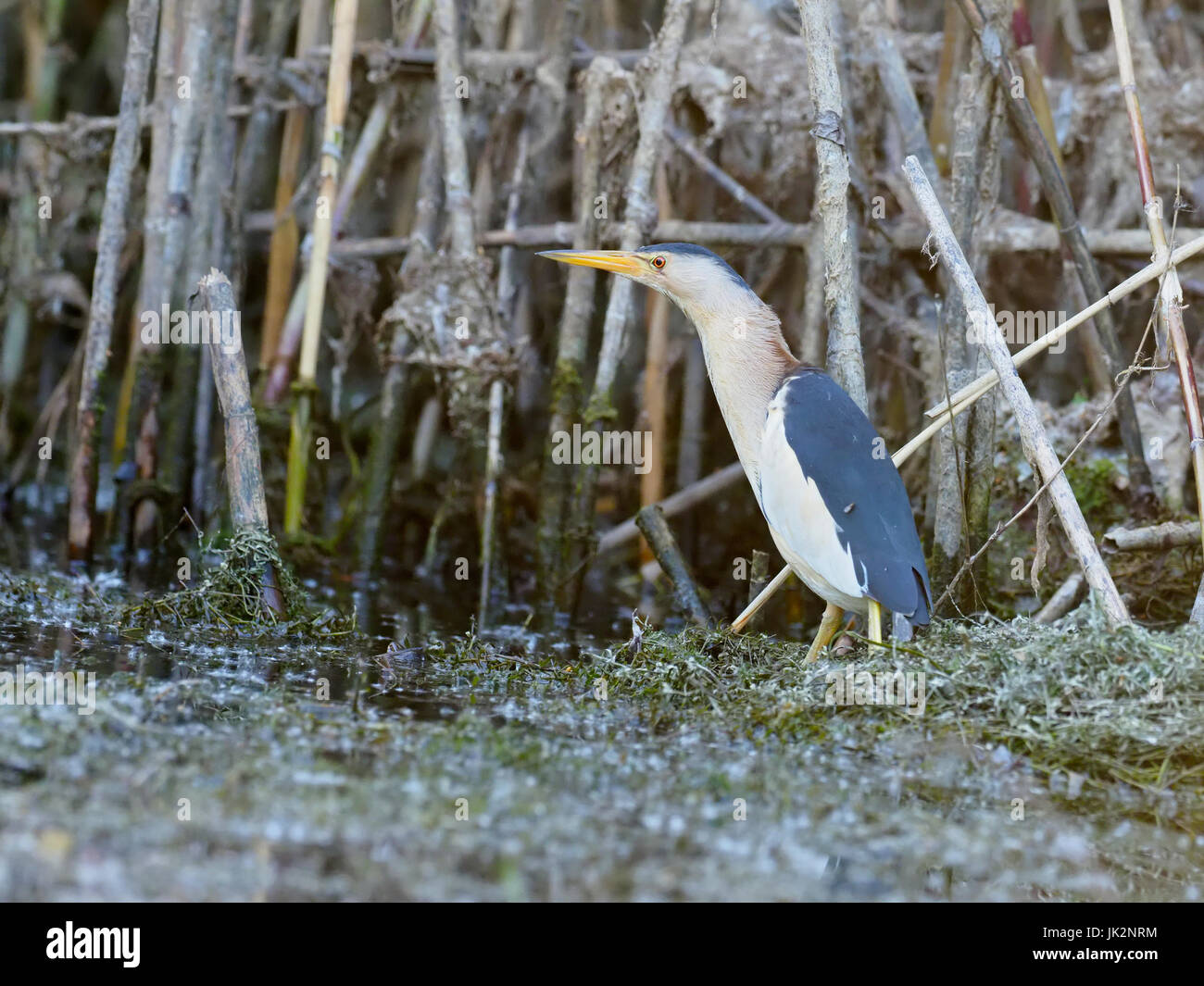 Zwergdommel Ixobrychus Minutus Einzel männlich durch Wasser, Rumänien, Juli 2017 Stockfoto
