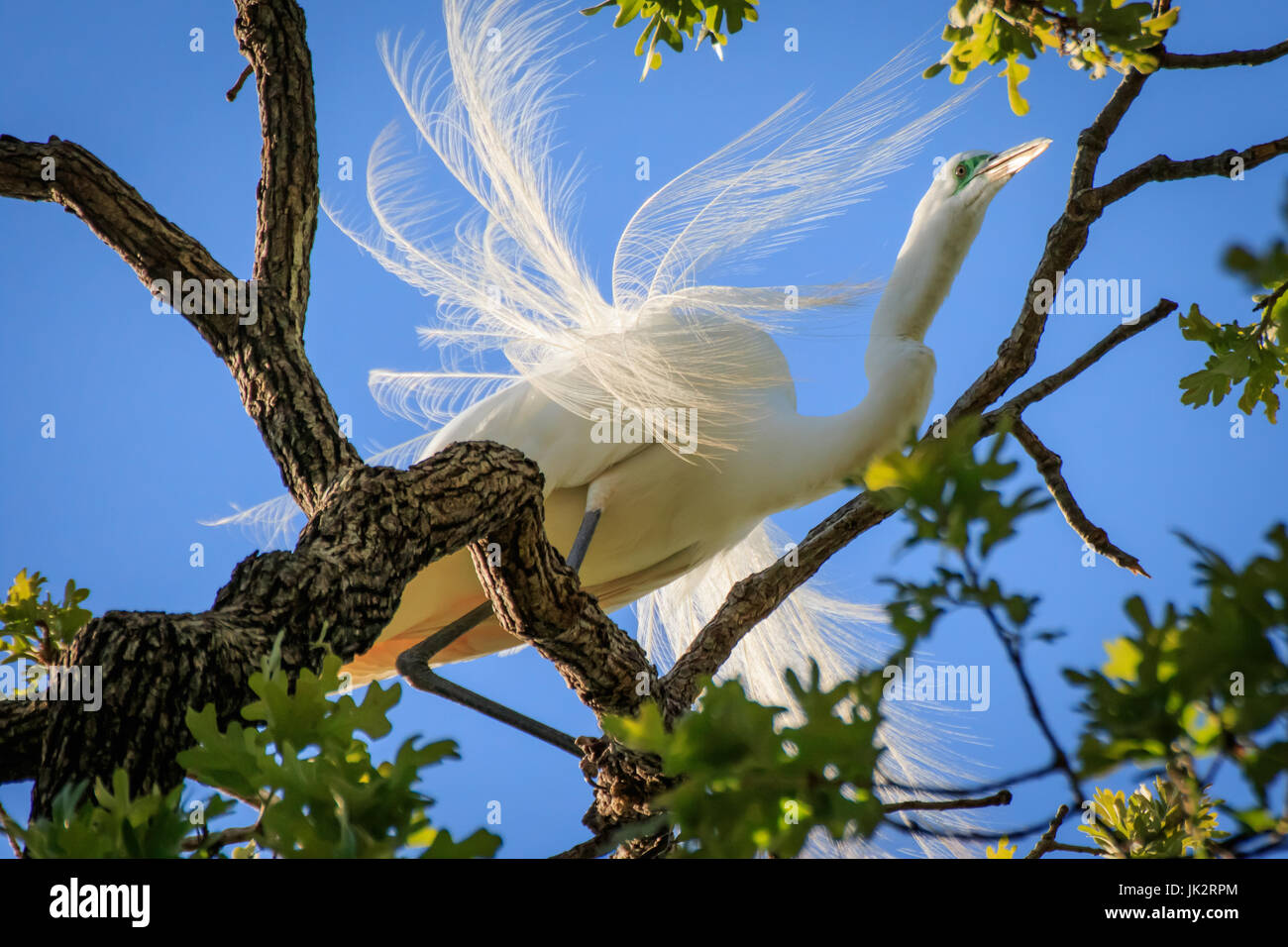 Ein Silberreiher hoch oben in einem Baum. Stockfoto