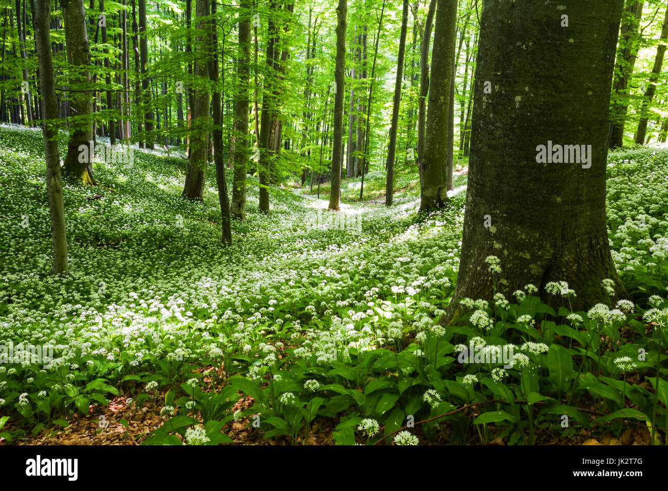 Wiese mit Bärlauch im zentralen Balkan Nationalpark Stockfoto