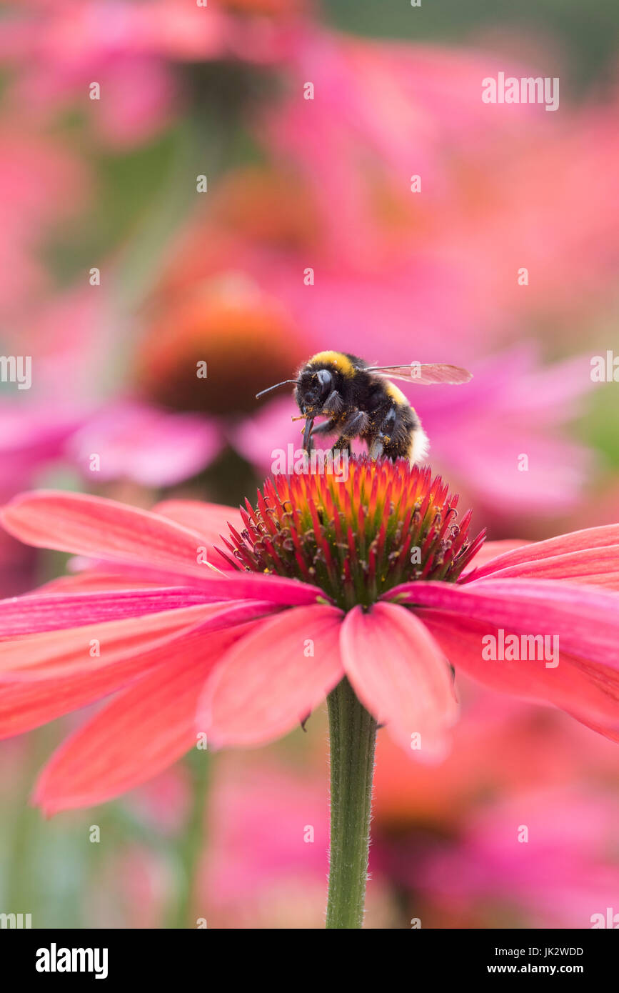 Bombus Lucorum. White tailed Hummel Fütterung auf eine Echinacea "Hot Summer". Sonnenhut Stockfoto