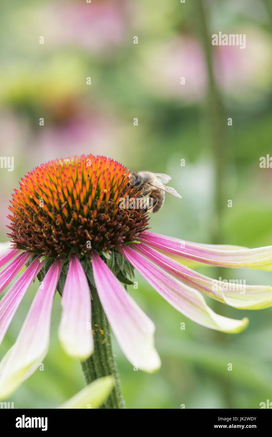 Honigbiene Fütterung auf eine Echinacea "Grüne Neid". Sonnenhut. UK Stockfoto