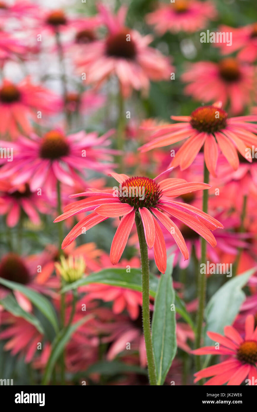 Echinacea "Hot Summer". Sonnenhut Stockfoto