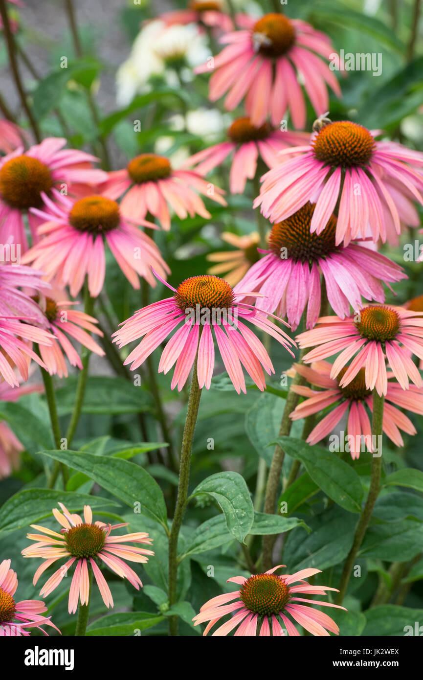 Echinacea "Sommer-Cocktail". Sonnenhut Stockfoto