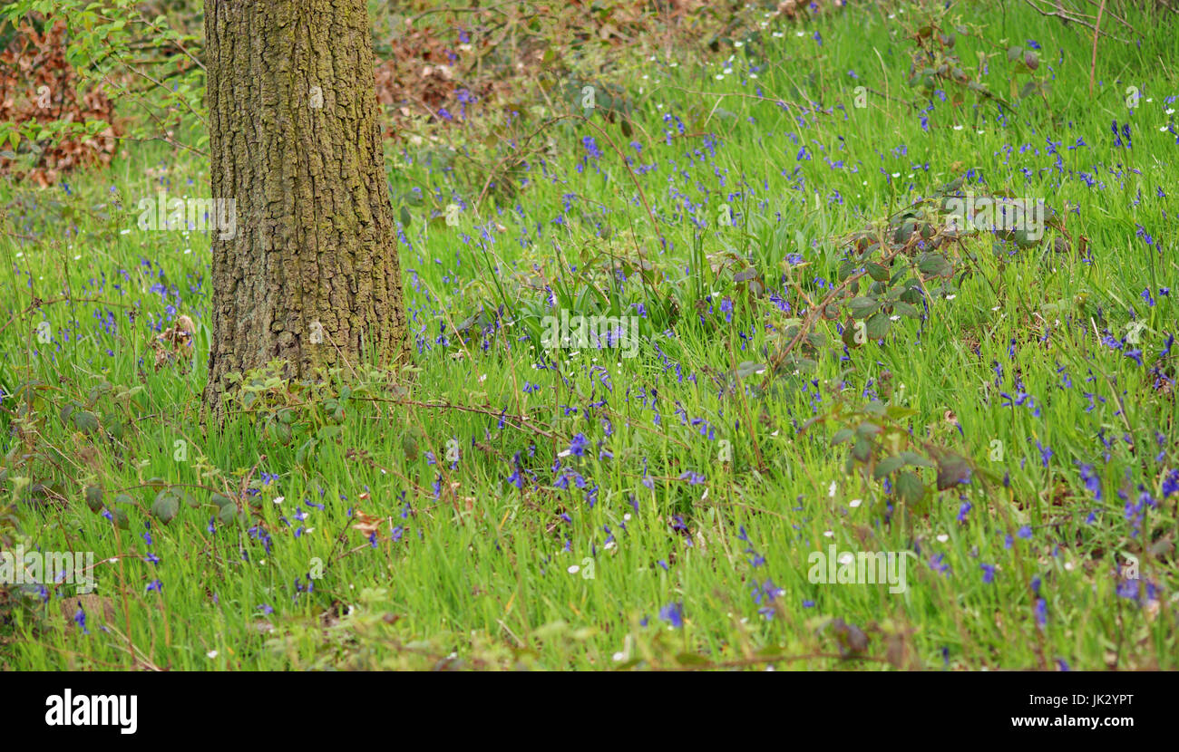 Britische Bluebells wachsen auf einem Holz im Frühjahr Stockfoto