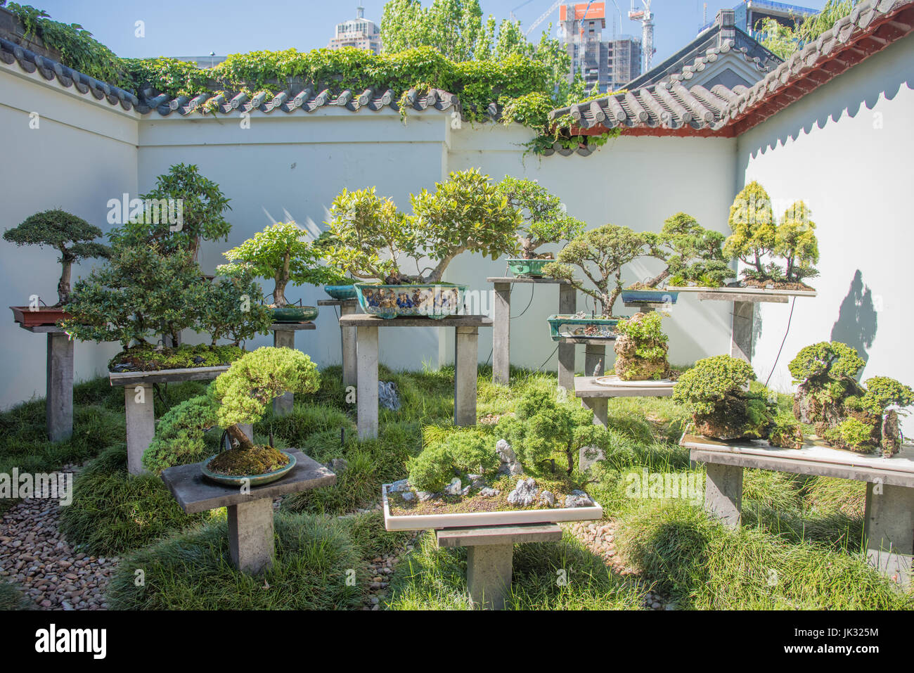 Sydney, New South Wales, Australien-November 18,2016: Bonsai-Sammlung am  Chinese Garden of Friendship in Sydney, Australien Stockfotografie - Alamy