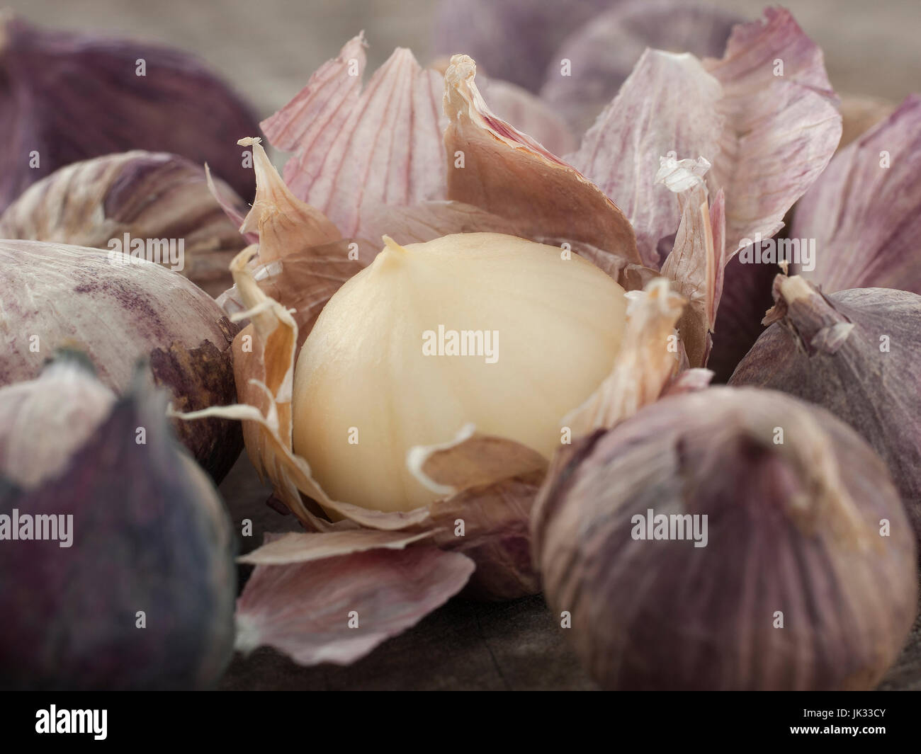 Still-Lebenskunst der einzelnen Lampe Form von Elefanten Knoblauch auf hölzernen Hintergrund Stockfoto
