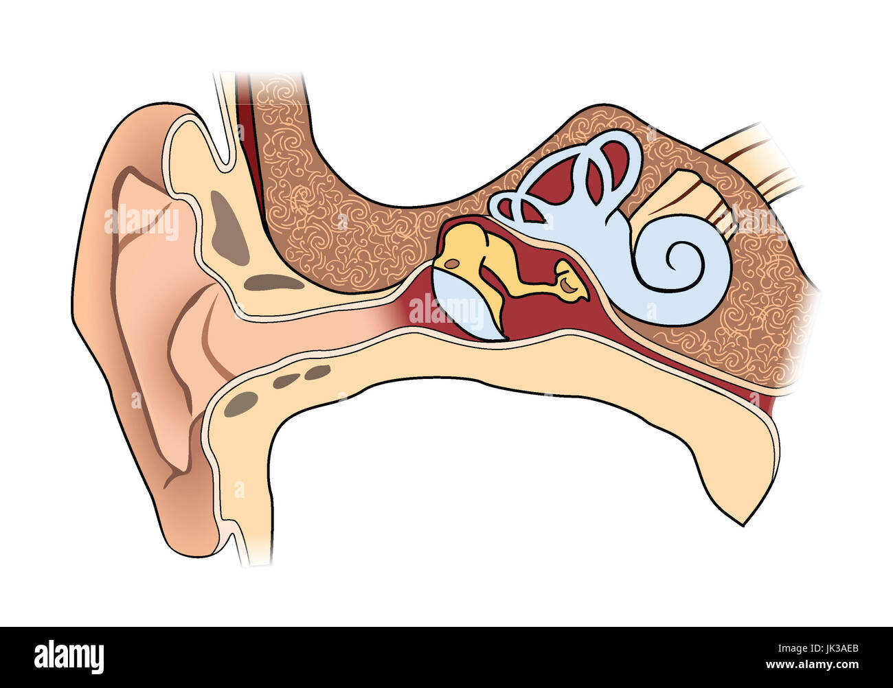 Menschliche ohr Anatomie. medizinische Zeichen des Ohr Struktur  Stockfotografie - Alamy