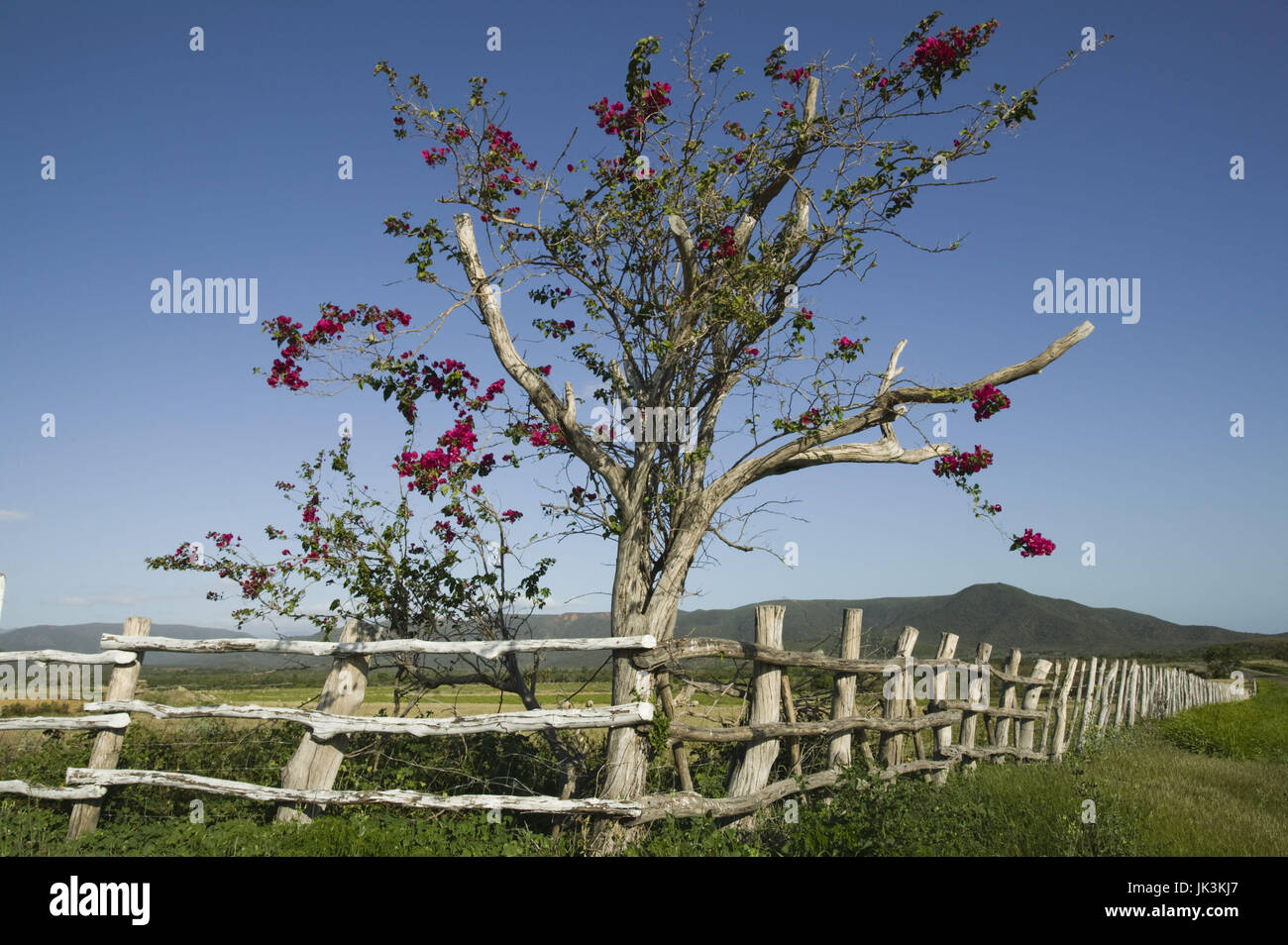 Neu-Kaledonien, Nord-West-Insel Grande Terre, Pouembout, Bougainvilla Baum und Ranch Zaun, Stockfoto