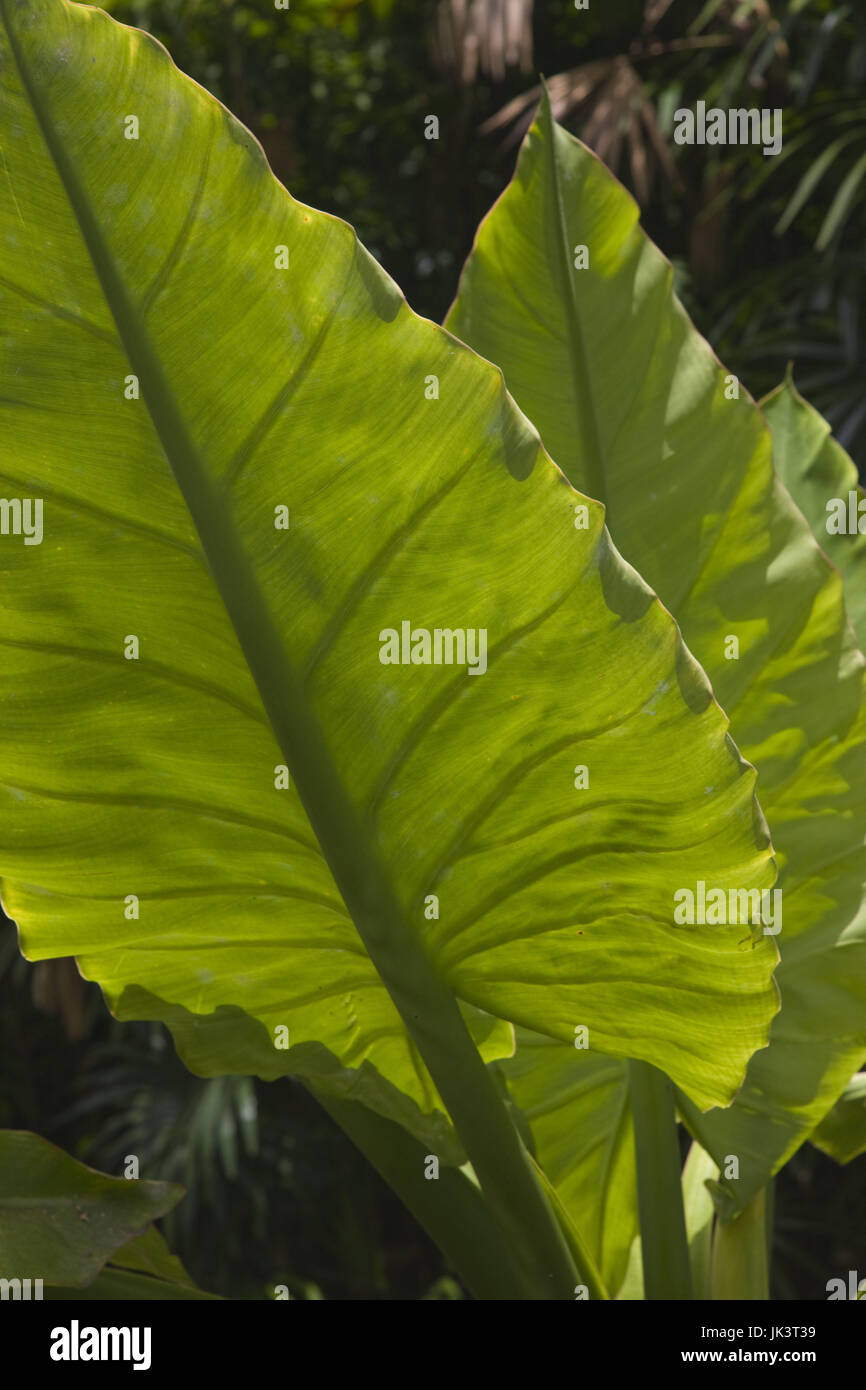 Seychellen, Insel Mahe, Victoria, Botanischer Garten, Pigyam, Alocasia