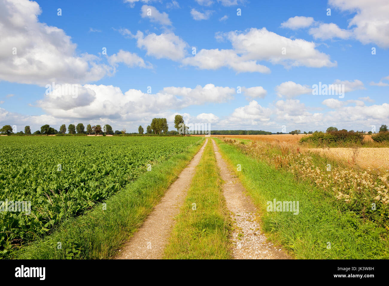 ein ländlicher Bauernhof verfolgen neben Zuckerrüben-Ernte und goldener Weizen mit Bäumen und Wäldern unter einem blauen Sommerhimmel mit White Cloud in yorkshire Stockfoto